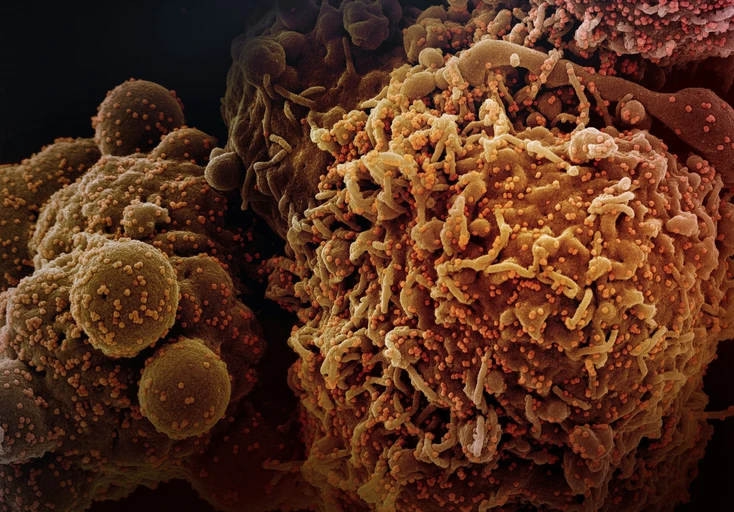 Cancer Biology